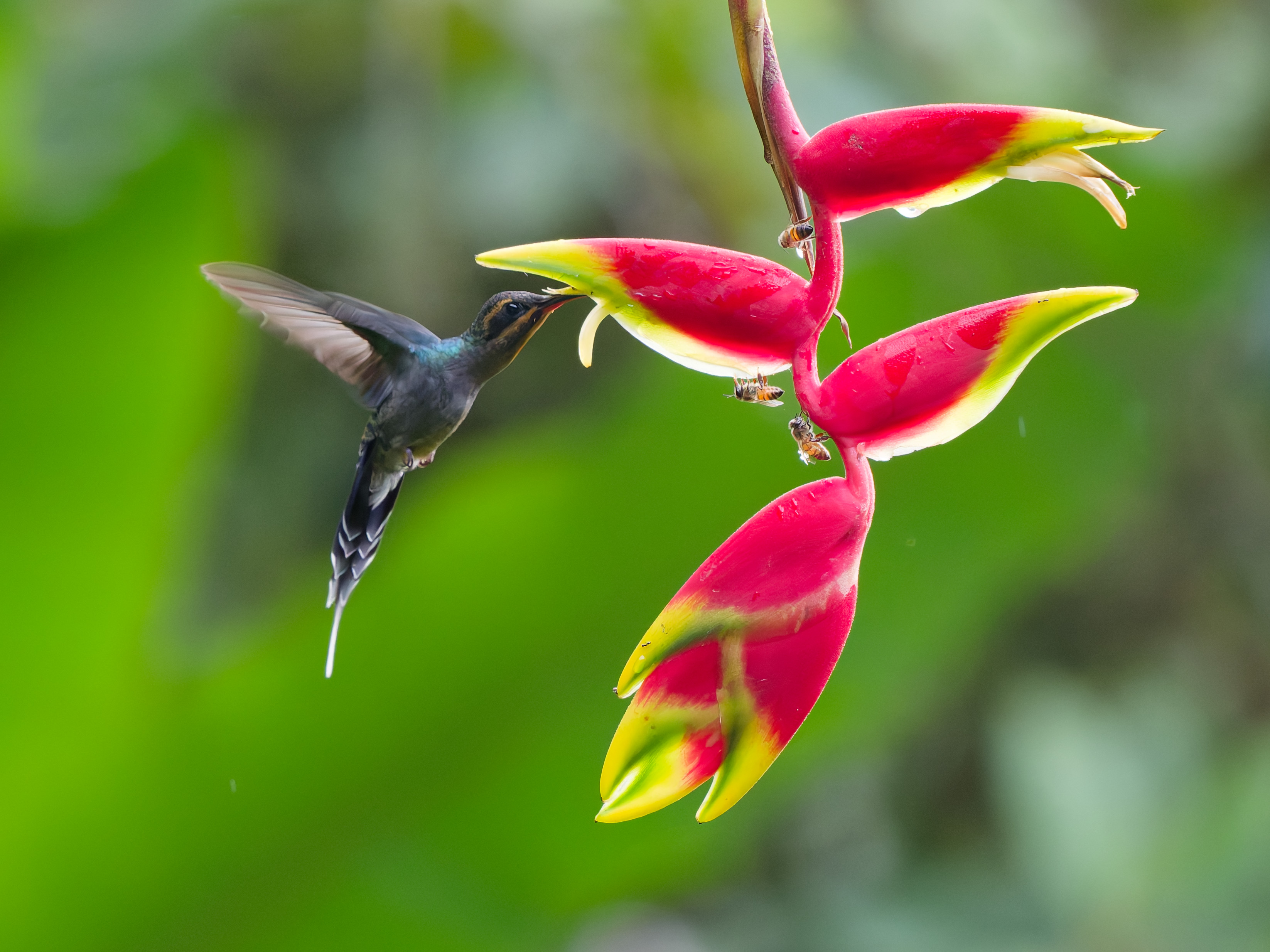 Groene heremietkolibrie (Phaethornis guy)